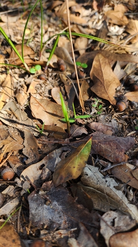Image of Calopogon oklahomensis by (c) Ayla, some rights reserved (CC BY)