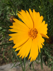 Coreopsis grandiflora