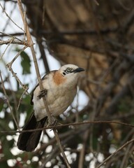 Bare-Cheeked Babbler photo 5