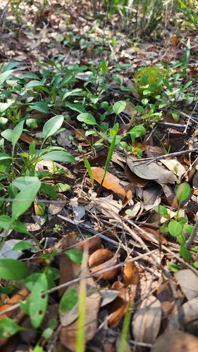 Image of Calopogon oklahomensis by (c) Ayla, some rights reserved (CC BY)