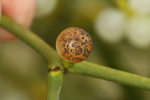 European mistletoe hyperparasitic fungus