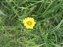 Pyrrhopappus pauciflorus