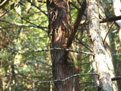 Muscicapa ferruginea