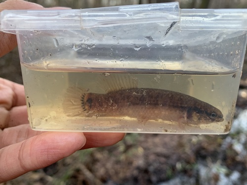 Eastern Mudminnow, South Carolina, US, photo 9 of 10