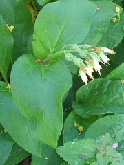 Symphytum bulbosum