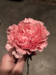 Dianthus caryophyllus