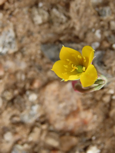 Porcupine root (Talinum afrum)