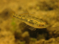 Western Carp Gudgeon photo 2