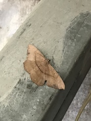 Chorodna ochreimacula