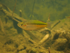 Crimson-Spotted Rainbow Fish photo 4