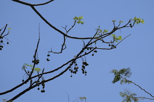 Melia dubia (Melia dubia)