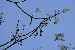 Melia dubia, photograph (c) Dinesh Valke, some rights reserved (CC BY-SA)