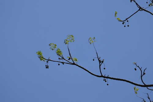 Melia dubia, photograph 6