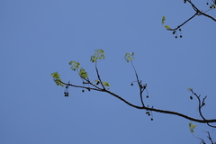 Melia dubia, photograph (c) Dinesh Valke, some rights reserved (CC BY-SA)