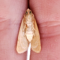 Azenia templetonae