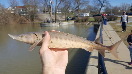 Lake Sturgeon