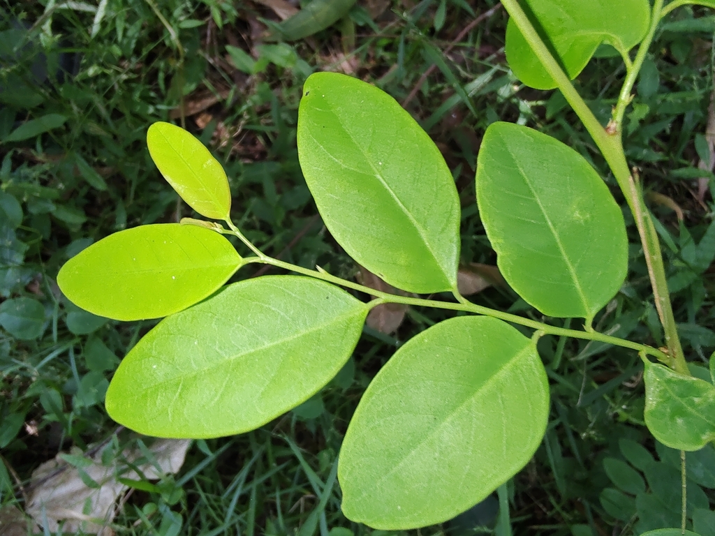 coffee-bush-from-ramah-ave-at-greenslopes-ave-mount-pleasant-nsw-2519