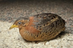 Red-Backed Buttonquail photo 3