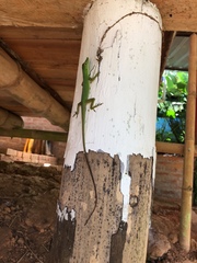 Anolis punctatus