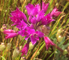 Allium dichlamydeum