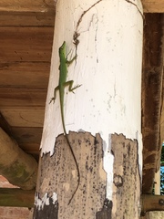 Anolis punctatus