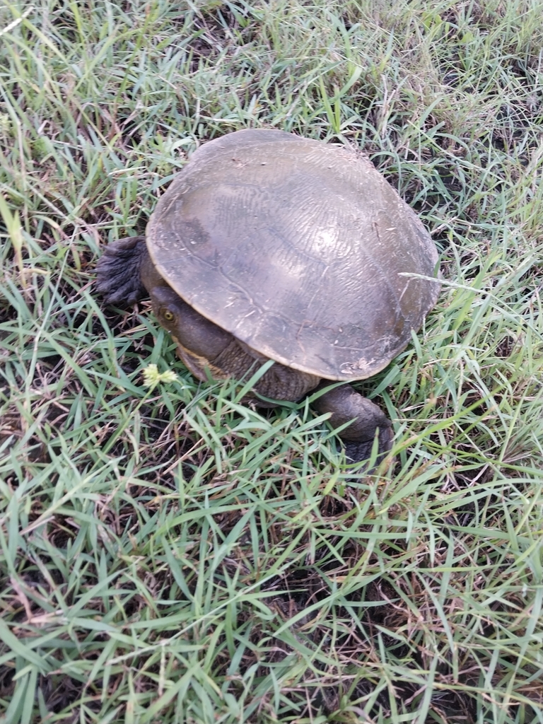 Macquarie Turtle from Lockyer Waters QLD 4311, Australia on March 6 ...