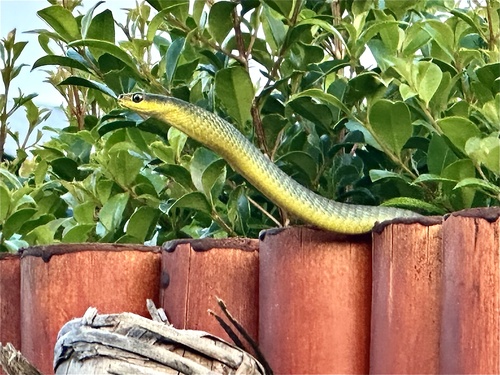 Common Tree Snake sighting