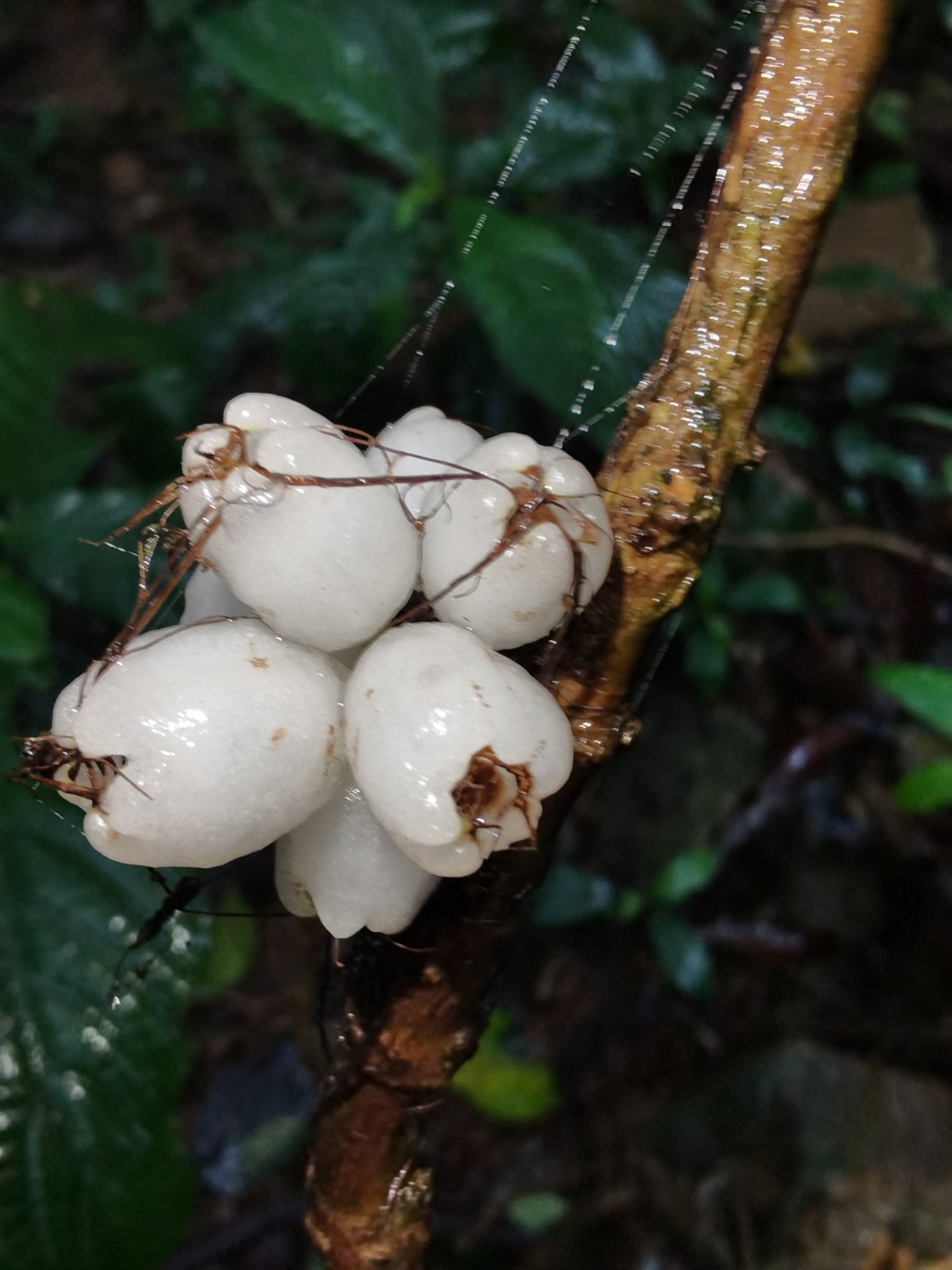 Mycetia tonkinensis — ảnh 2