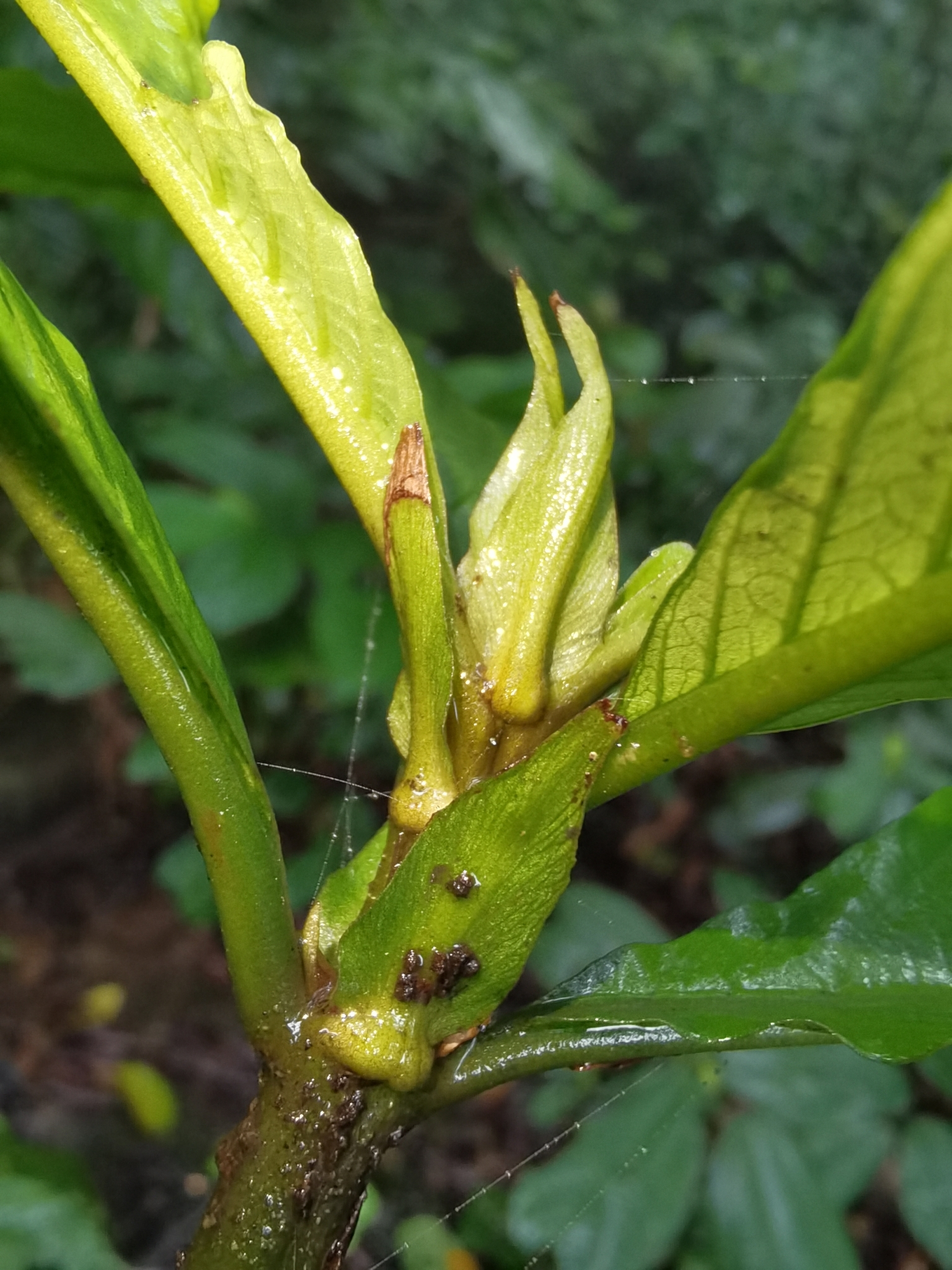 Mycetia tonkinensis — ảnh 3