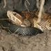 Florida Cottonmouth - Photo (c) Cyricc, some rights reserved (CC BY-NC-SA)