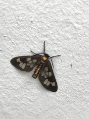 Eressa confinis