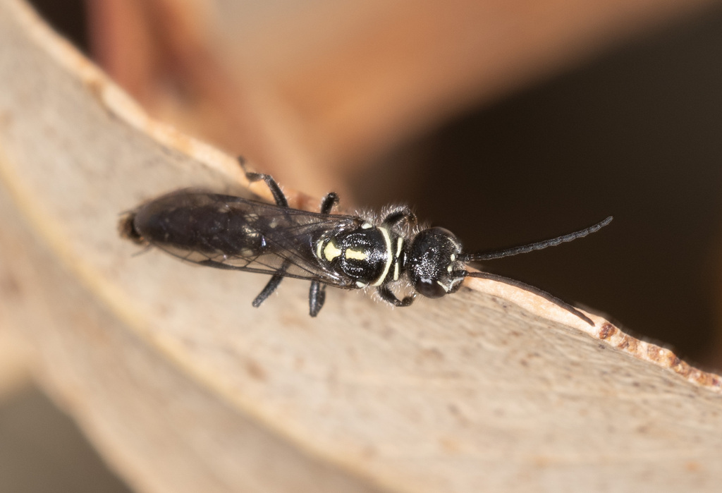 Aeolothynnus