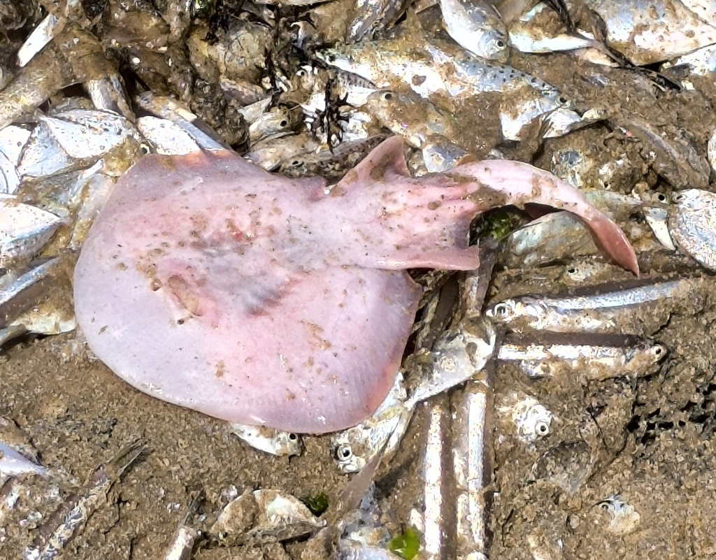 Blackspotted numbfish (Narcine timlei) — Narcinidae