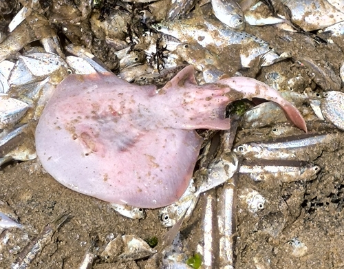 Blackspotted numbfish (Narcine timlei) — Narcinidae