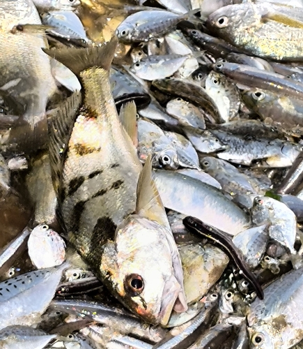 Blotched croaker (Nibea maculata) — Sciaenidae — 2