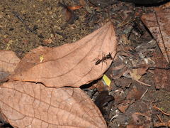 Odontomachus chelifer