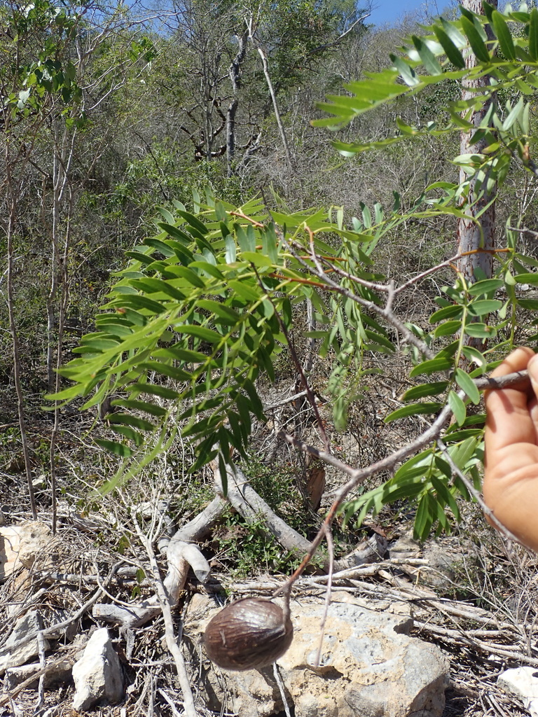 Cordyla madagascariensis
