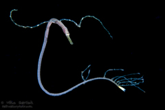 Double-Ended Pipefish photo 2