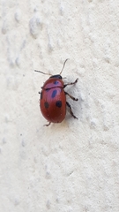 Gonioctena fornicata