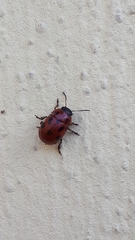 Gonioctena fornicata