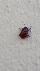 Gonioctena fornicata