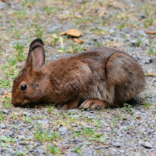 Snowshoe Hare