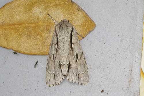 Greater Oak Dagger and Close Allies photo 5