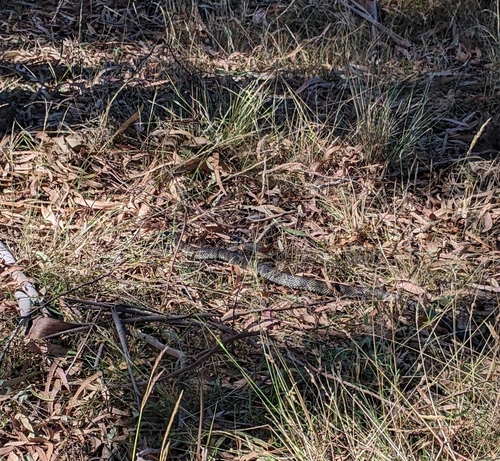 Tiger Snake sighting