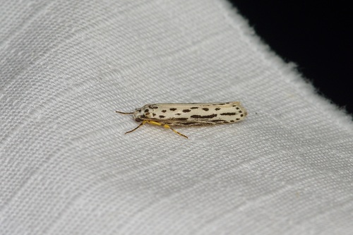 Zeller's Ethmia Moth photo 4