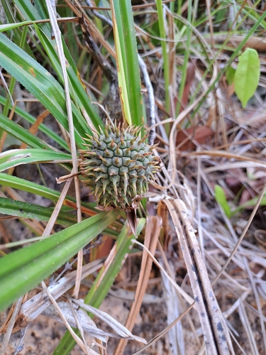 Benstonea humilis observed 2024-03-06