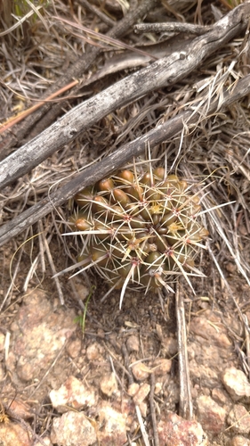Parodia mammulosa