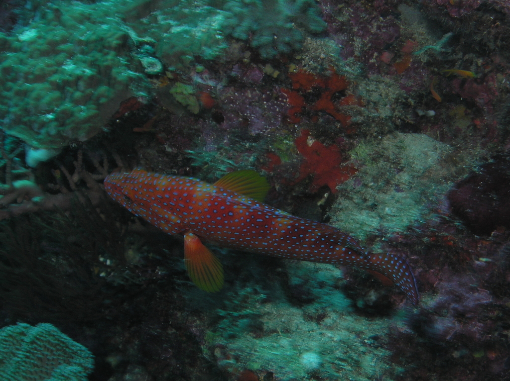 Coral grouper