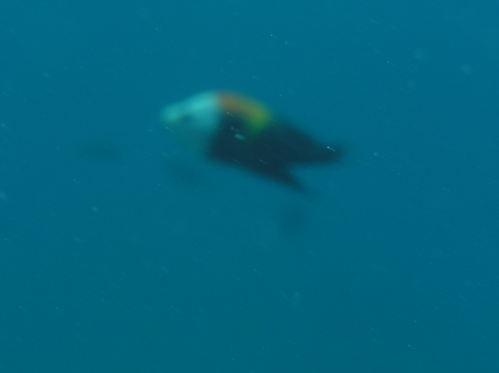Sling-jaw wrasse
