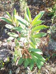 Comarostaphylis longifolia